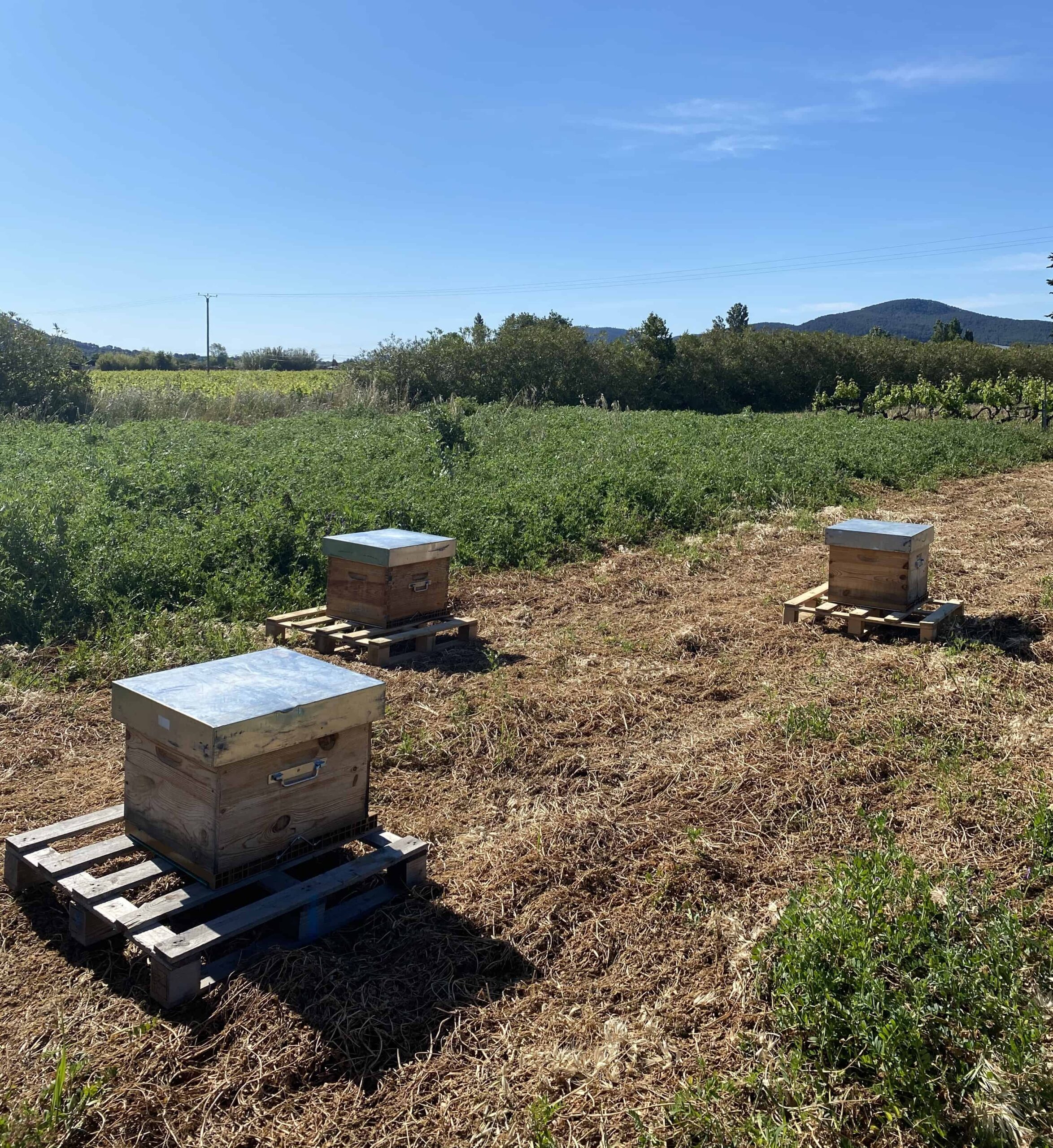 abeilles biodiversité