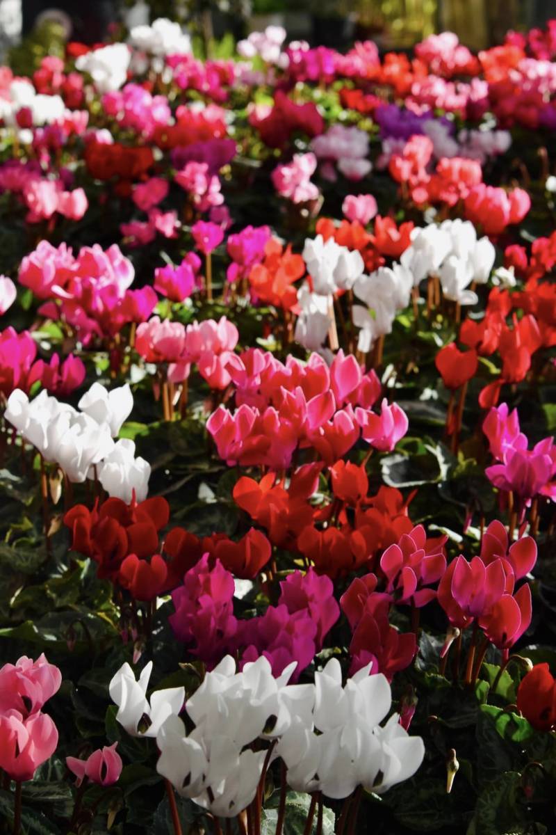 chrysanthèmes et des cyclamens à La Crau proche de Hyères 