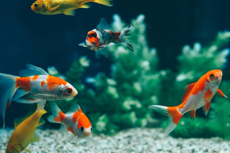 alimentation poisson pas cher la valette la crau toulon pas cher fleurs flocons alimentation poisson pas cher la valette la crau toulon pas cher fleurs flocons