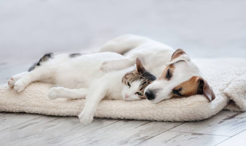 chat chien alimentation royal canin purina hill's Bab'in  croquette pâté sans céréales junior senior stérilisé 