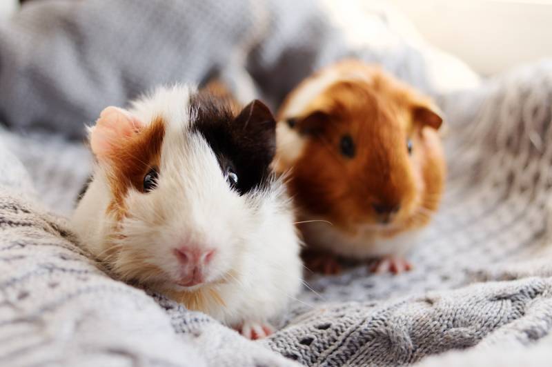 rongeurs lapin cochon d'inde hamster nourriture pas cher paille friandises cade roue biberon rongeurs lapin cochon d'inde hamster nourriture pas cher paille friandises cade roue biberon