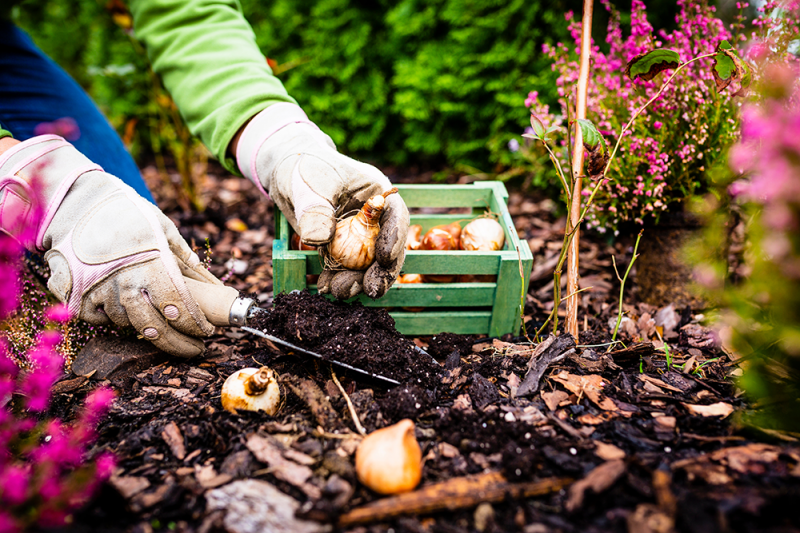 C’est le moment de planter vos bulbes de printemps C’est le moment de planter vos bulbes de printemps