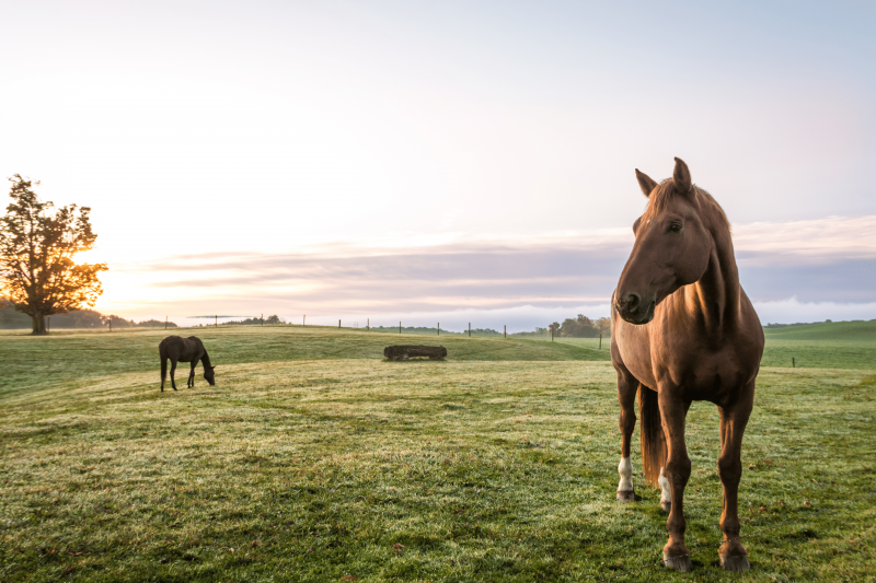alimentation cheval pas cher bio français la crau la valette toulon alimentation cheval pas cher bio français la crau la valette toulon