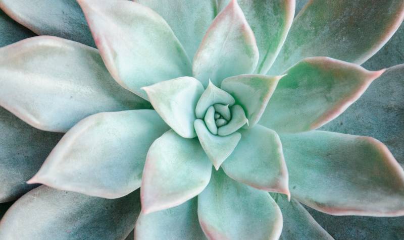 Grand choix de plantes succulentes à La Crau proche de La Garde dans le Var