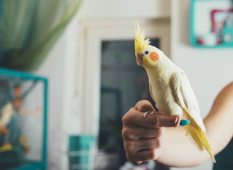 oiseau pas cher alimentation cage jouets nichoir mangeoires la crau var la valette du var toulon oiseau pas cher alimentation cage jouets nichoir mangeoires la crau var la valette du var toulon