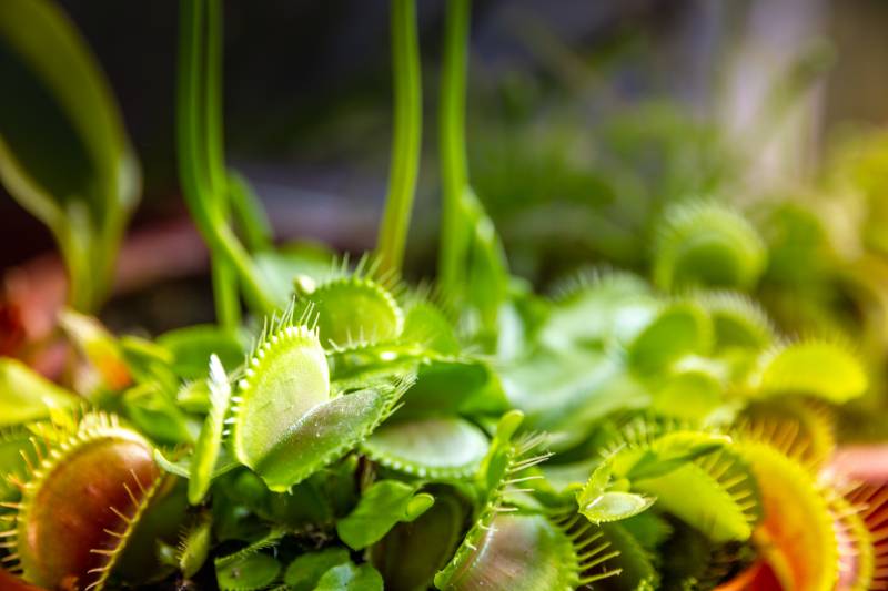 plantes carnivores à La Crau
