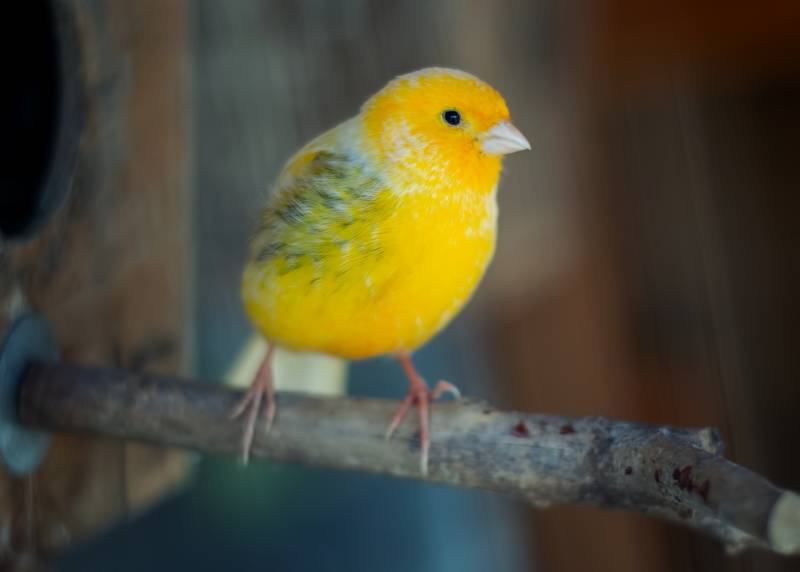  nourriture pour canari à La Crau proche de La Garde 