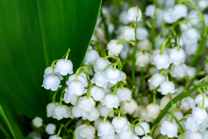 Muguet la crau var pot composition Muguet la crau var pot composition