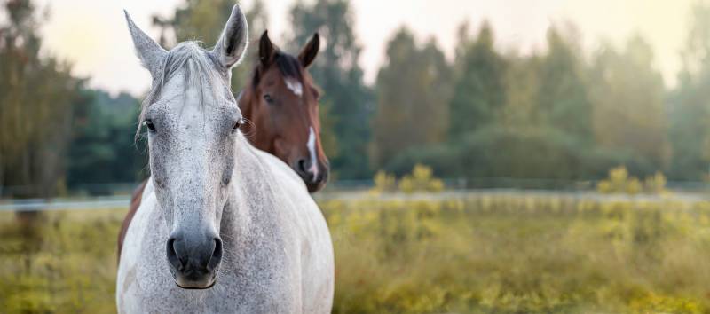 Sélection Royal Horse pour mon cheval de sport et de compétition à La Crau proche de Hyères