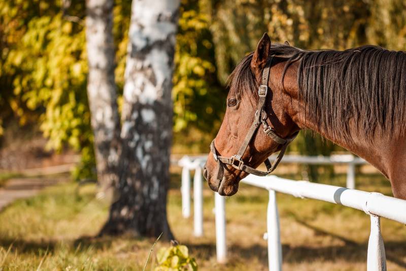 Dynavena alimentation cheval jument poulain senior digestion facile français sans ogm Dynavena alimentation cheval jument poulain senior digestion facile français sans ogm