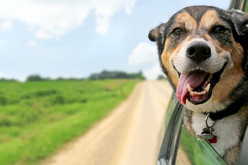 Où trouver harnais de sécurité, laisses pour ceinture et autres accessoires pour partir en vacances avec mon chien, à La Crau proche de la garde ?