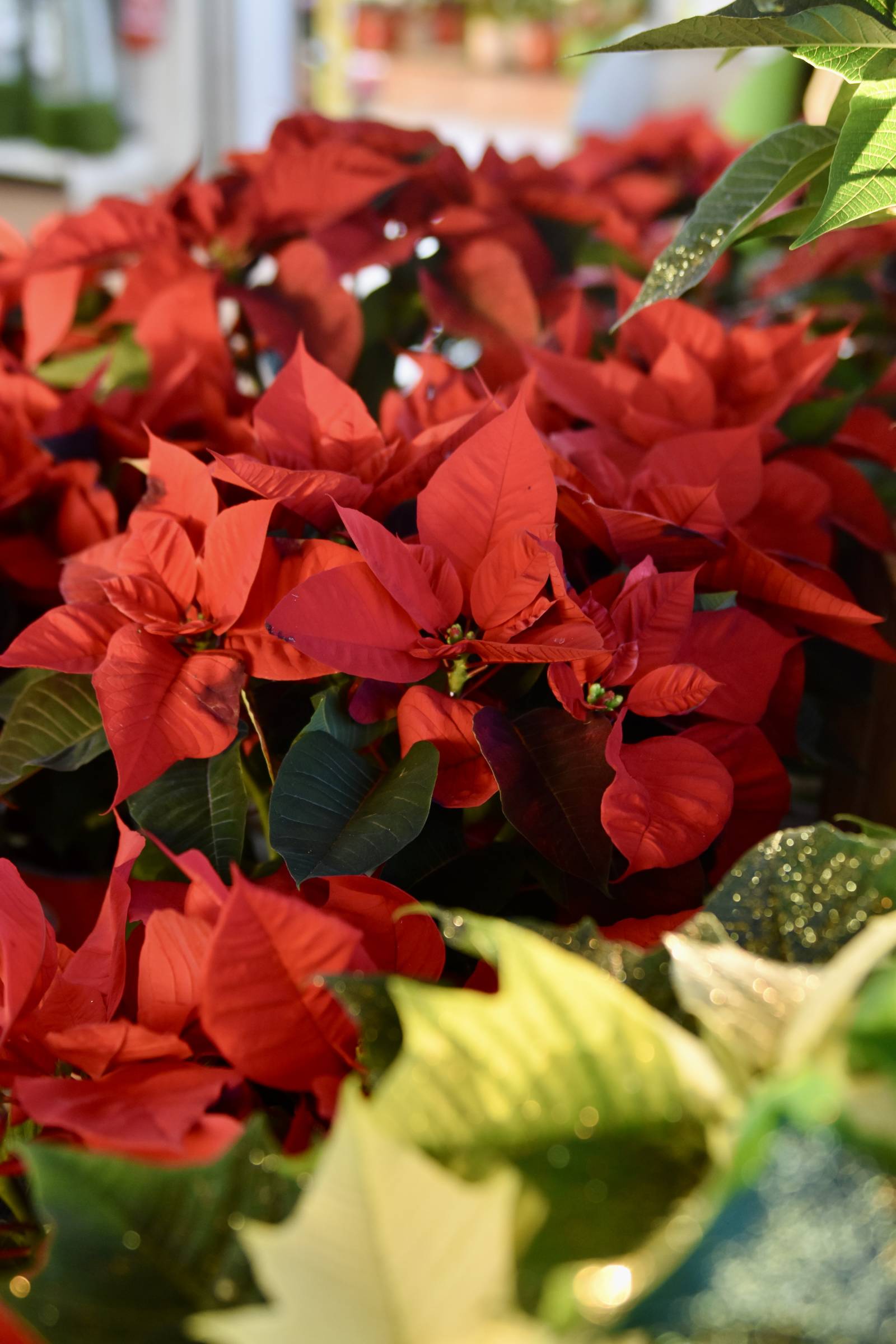poinsettia à la crau, hyères, la garde, la valette-du-var