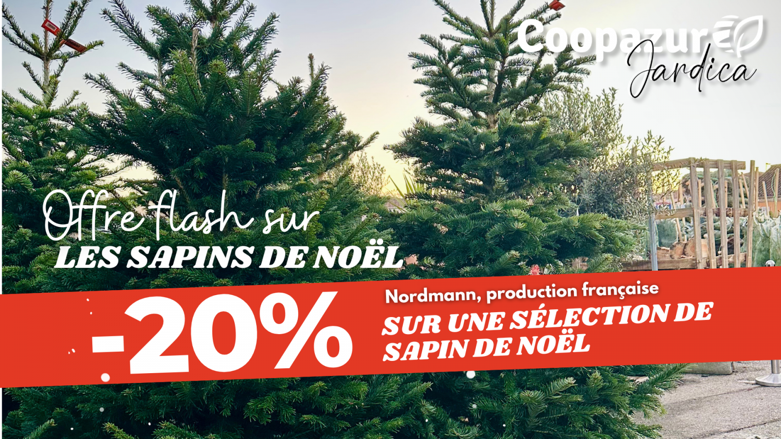 Offre flash sur nos sapins Nordmann Offre flash sur nos sapins Nordmann