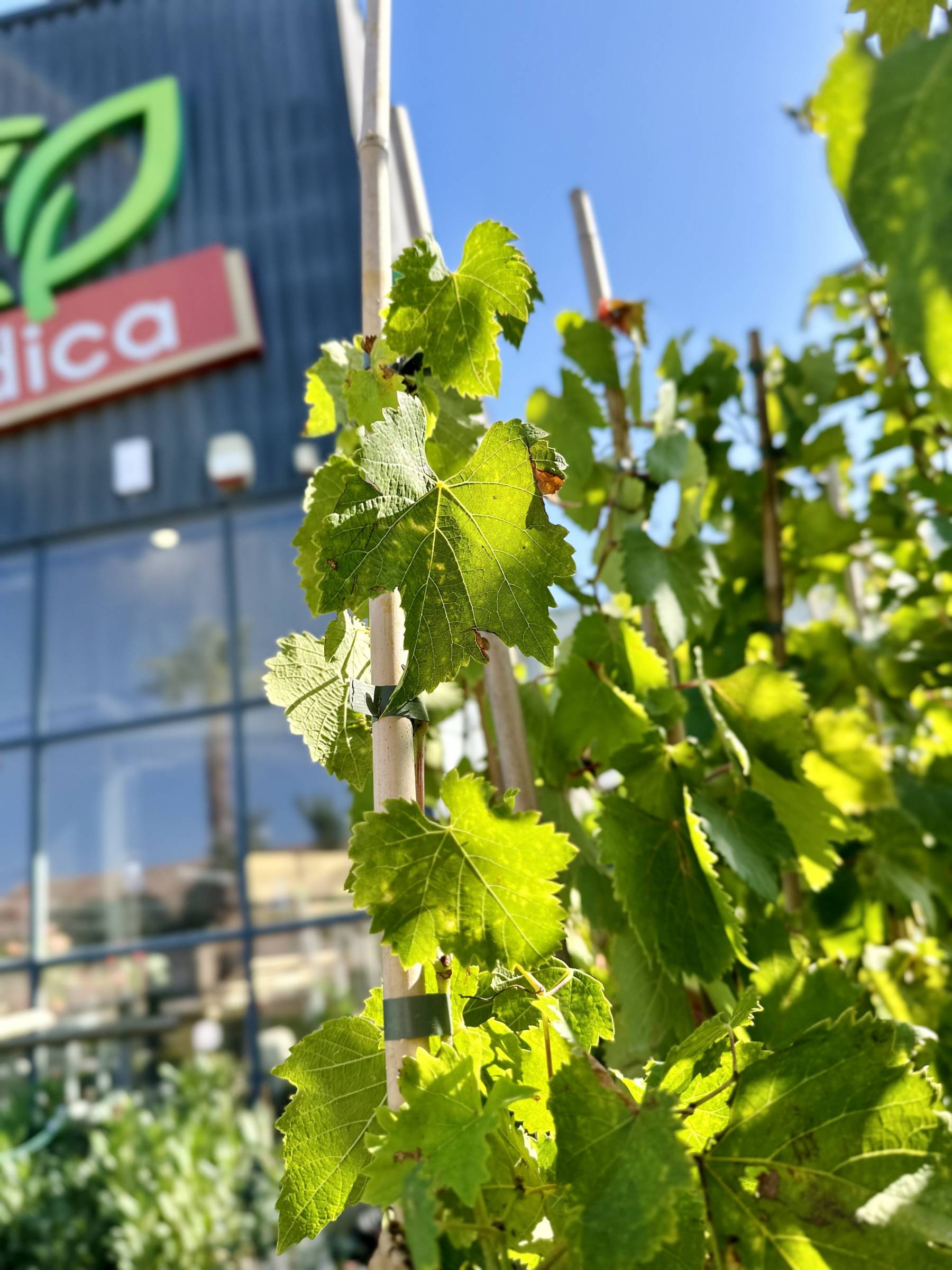 vignes à La Crau proche de Hyères dans Le Var