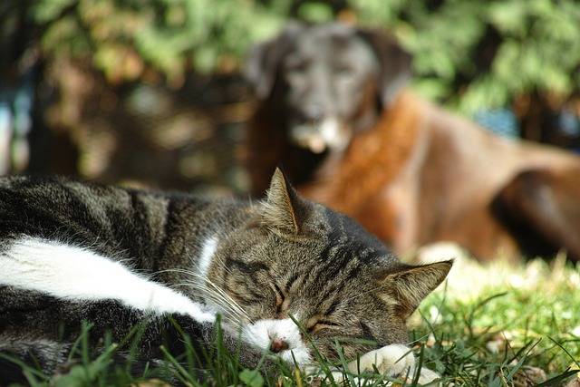 Trouver la marque Bab’in chat et chien pas cher à La Crau proche de La Valette-du-Var. Trouver la marque Bab’in chat et chien pas cher à La Crau proche de La Valette-du-Var.