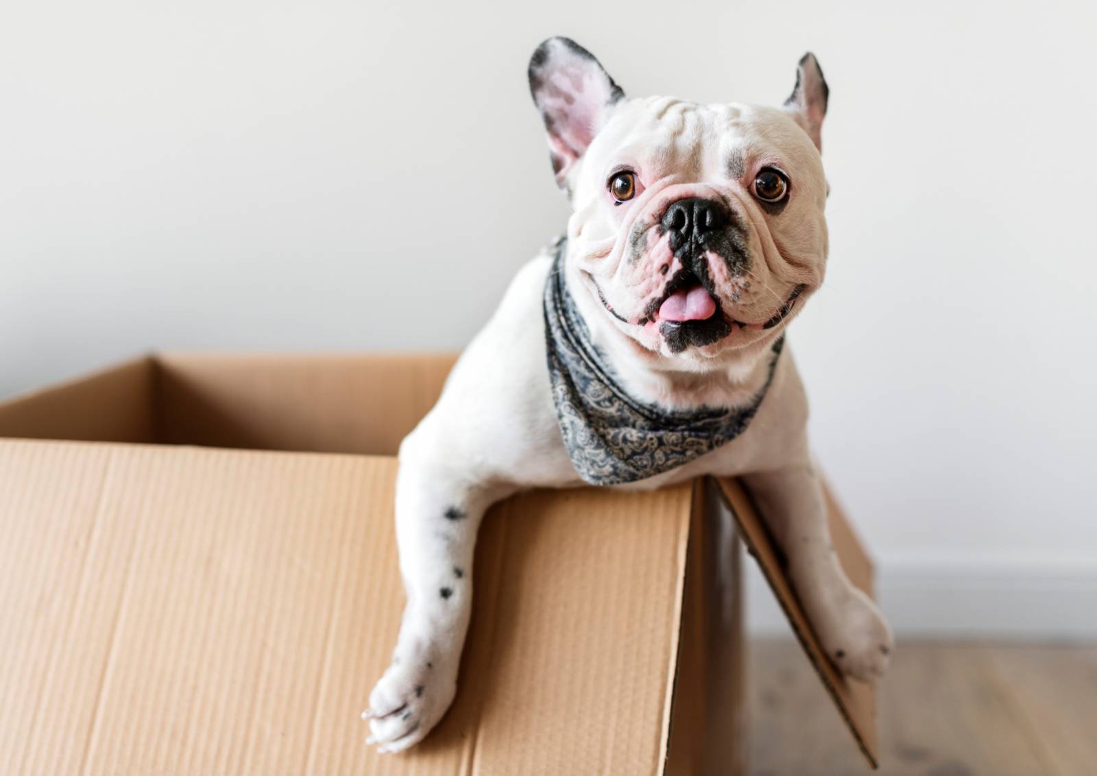 chien alimentation sans céréales toulon var la crau pure life ownat