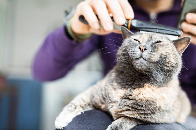chat antipuces pipette collier shampoing chien brosse peigne