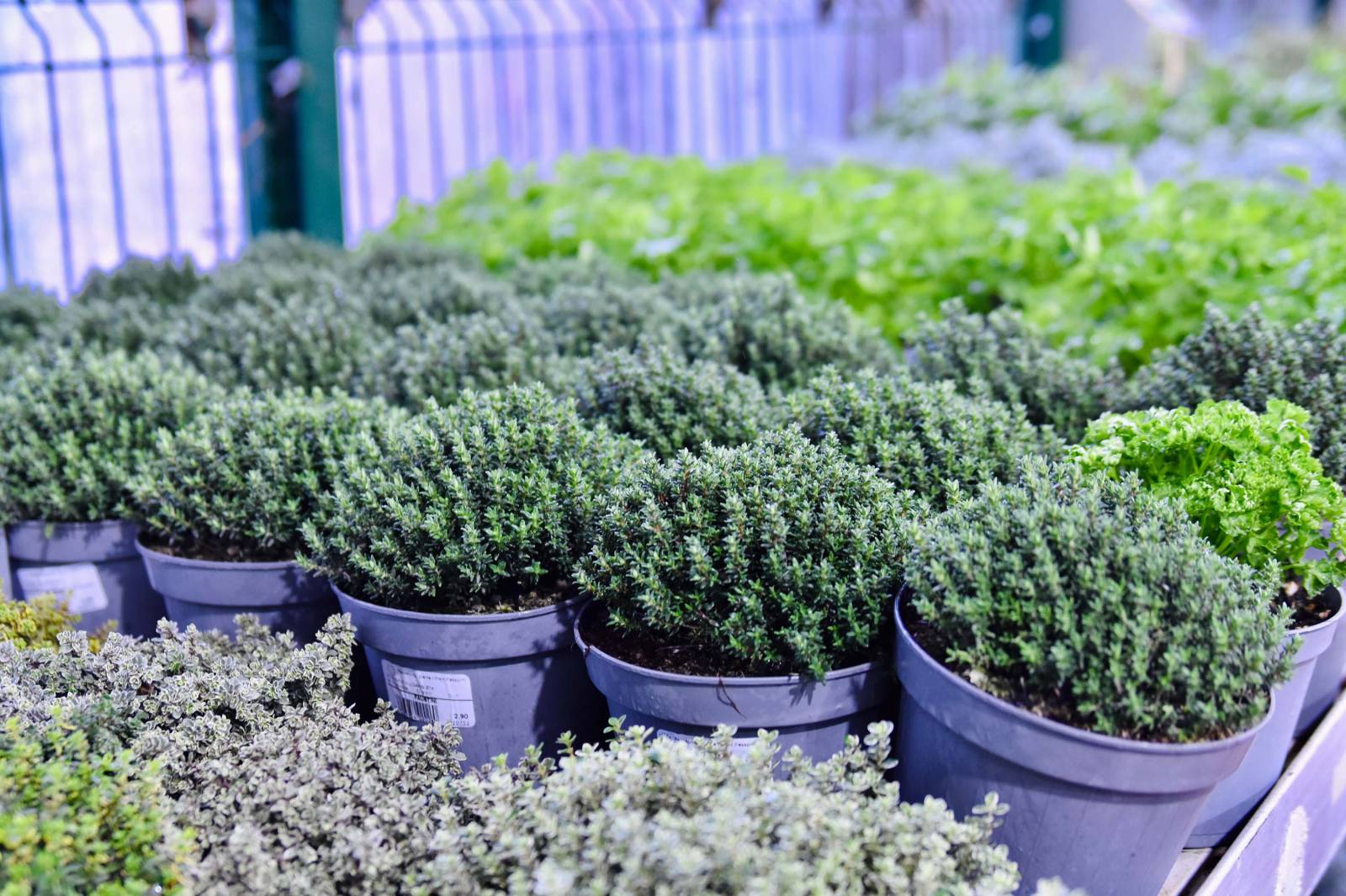 plantes aromatiques toulon var la garde la crau pas cher menthe romarin lavande sariette estragon plantes aromatiques toulon var la garde la crau pas cher menthe romarin lavande sariette estragon