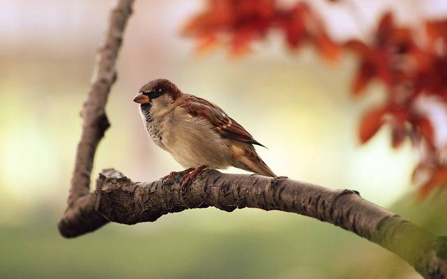 Comment aider les oiseaux du ciel à l’arrivée du froid à La Crau proche de Hyères ? Comment aider les oiseaux du ciel à l’arrivée du froid à La Crau proche de Hyères ?