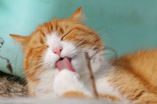 croquettes Bab’in pour vos chats sensibles à La Crau proche de La Garde dans Le Var.