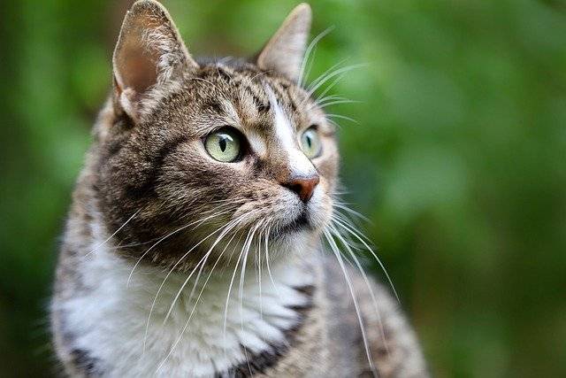 Où trouver des croquettes et de la pâté pour mon chat stérilisé, proche de La Valette-du-Var ?
