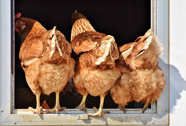 Abreuvoir suspendu pour poules à La Crau proche de Hyères dans Le Var.