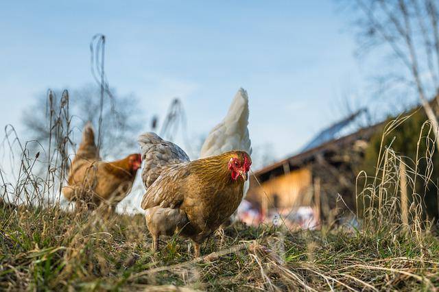 Où trouver l’alimentation Belcanto pour mes animaux de basse-cour à La Crau proche de La Valette-du-Var ? Où trouver l’alimentation Belcanto pour mes animaux de basse-cour à La Crau proche de La Valette-du-Var ?