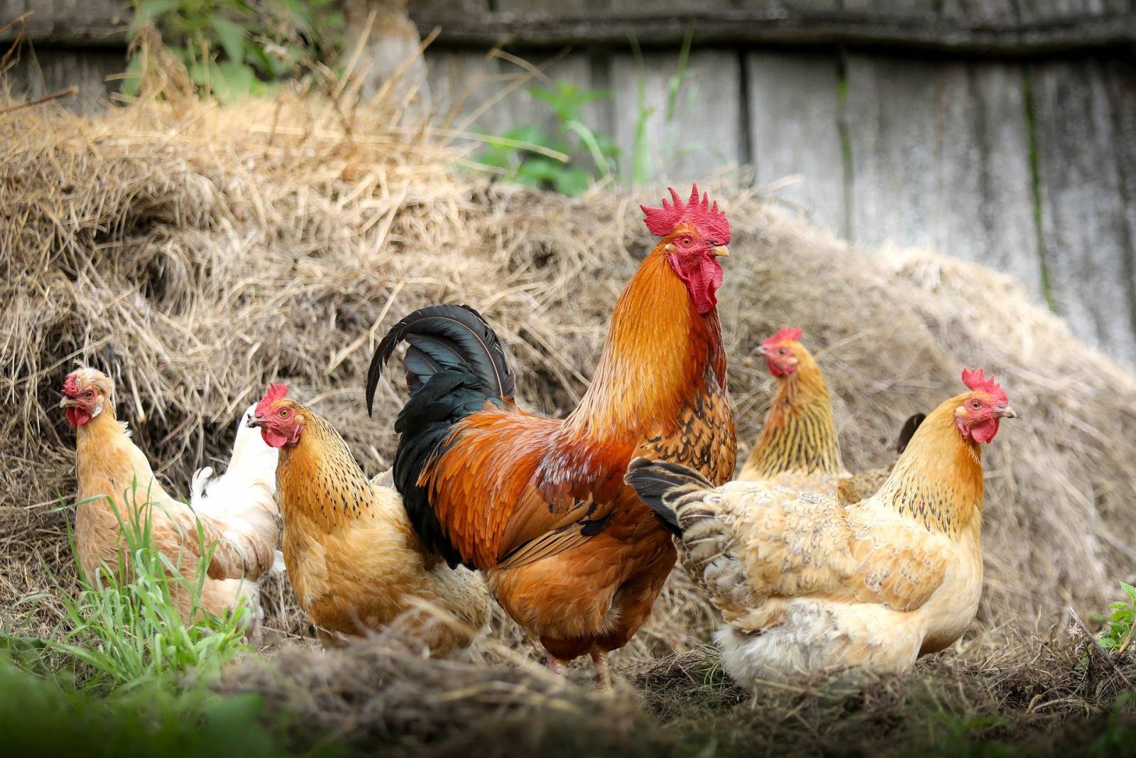 Sélection d’abreuvoirs, mangeoires et nourrisseurs pour vos animaux de basse-cour à La Crau proche de La Garde dans le Var.