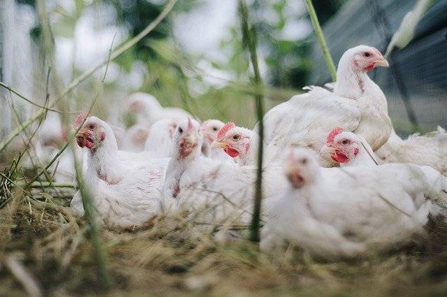 produits d’hygiène de la marque Diatosphère pour mes poules à La Crau proche de La Valette-du-Var 