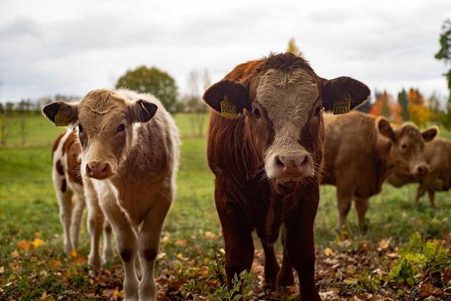 lait en poudre pour veaux et génisses d’élevage, chevrettes et agneaux à La Crau proche de Hyères dans Le Var