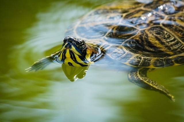 tortue d’eau à La Crau proche de La Garde dans Le Var.