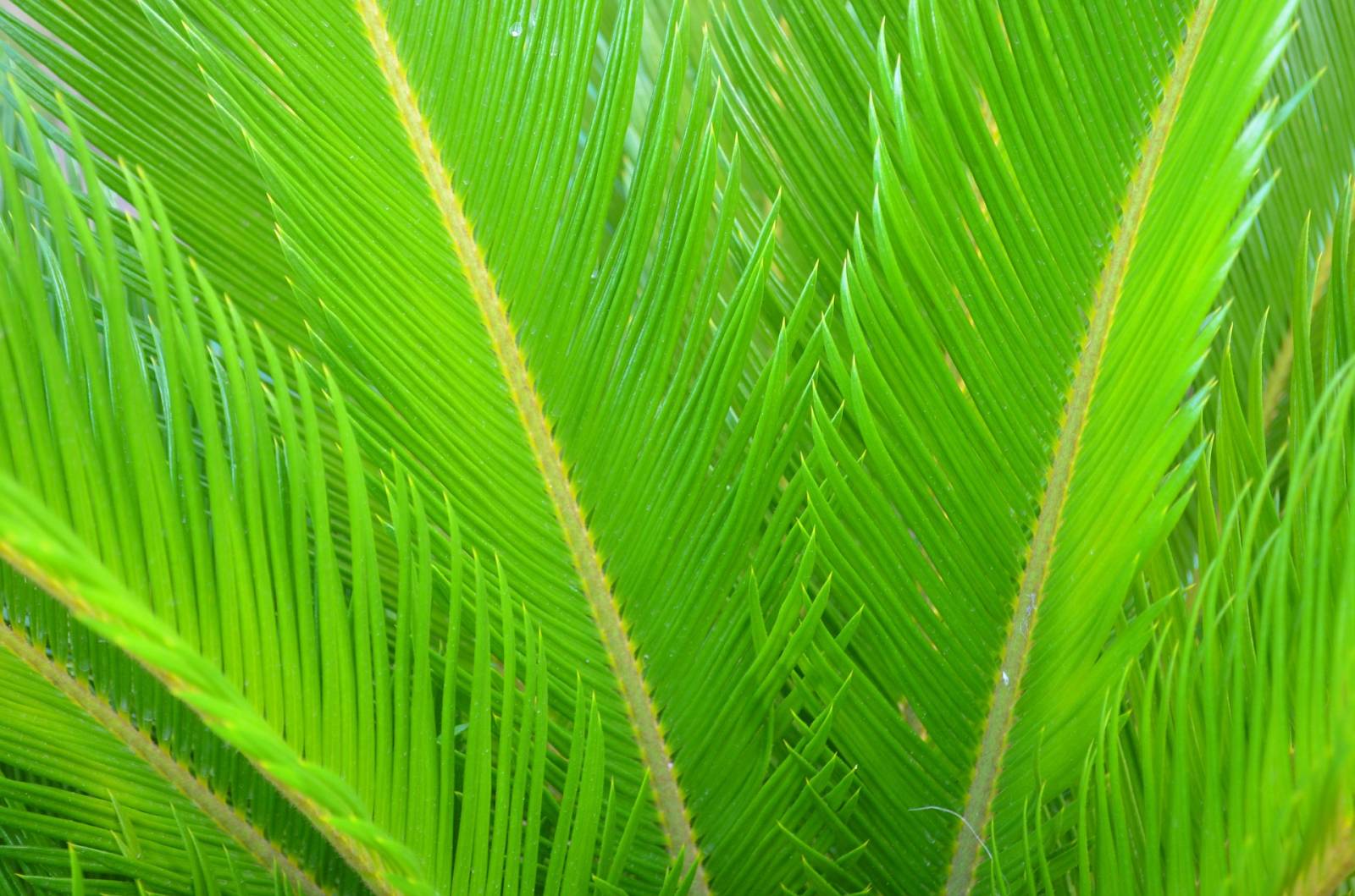 plantes exotique cyca pas cher toulon la garde la crau plantes exotique cyca pas cher toulon la garde la crau