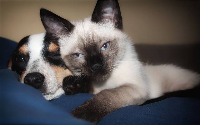 Où trouver des friandises saines et naturelles Marly & Dan pour mon chien ou mon chat à La Crau proche de La Valette-du-Var ? Où trouver des friandises saines et naturelles Marly & Dan pour mon chien ou mon chat à La Crau proche de La Valette-du-Var ?