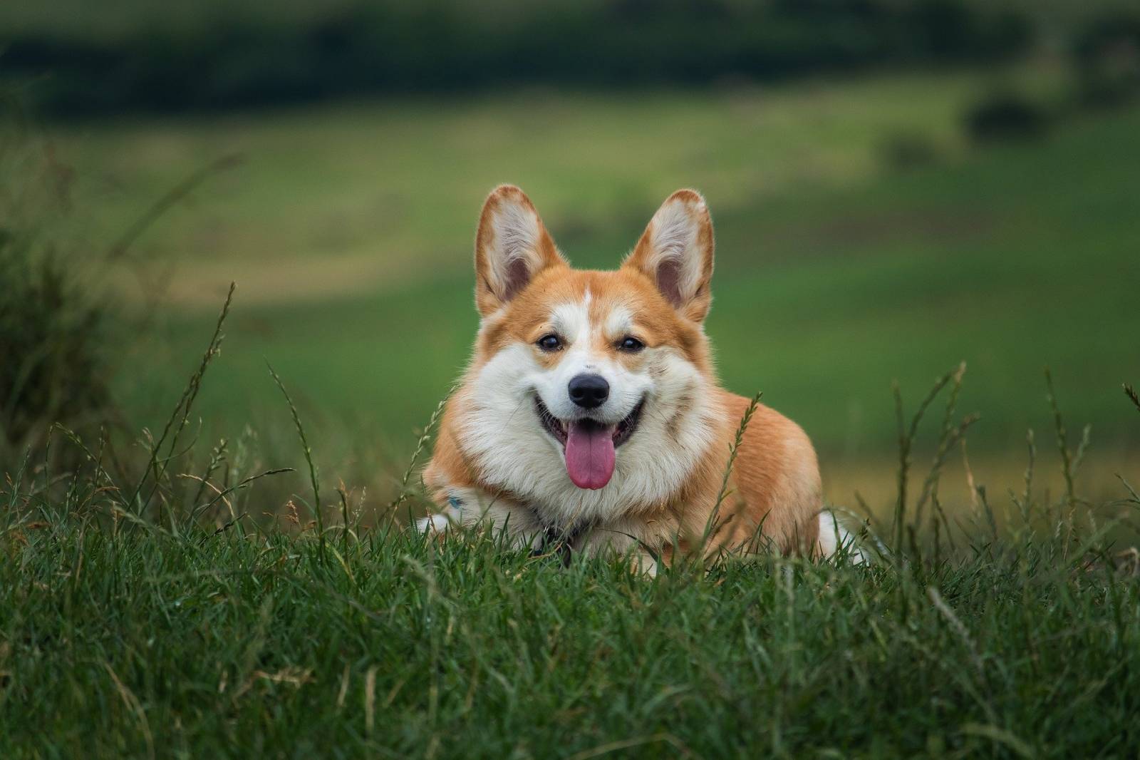 sticks, os et friandises pour l’hygiène bucco-dentaire de votre chien à Toulon 