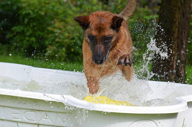  piscine serviette chien qualité La Crau La Garde 