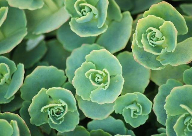 entretenir plante succulente entretenir plante succulente