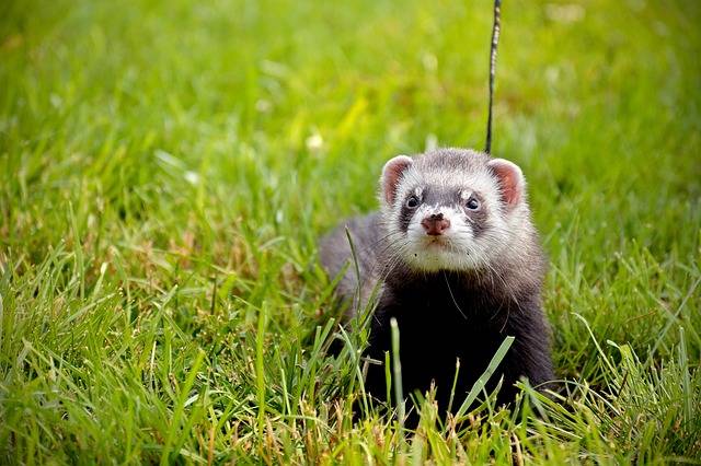 furet à La Crau proche de La Garde dans Le Var