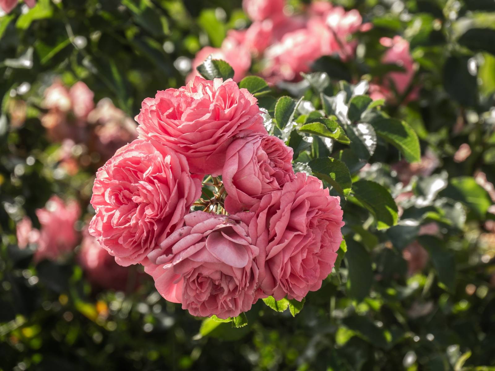 rosier grimpants rosier rose pas cher la crau la garde la valette var toulon rosier grimpants rosier rose pas cher la crau la garde la valette var toulon